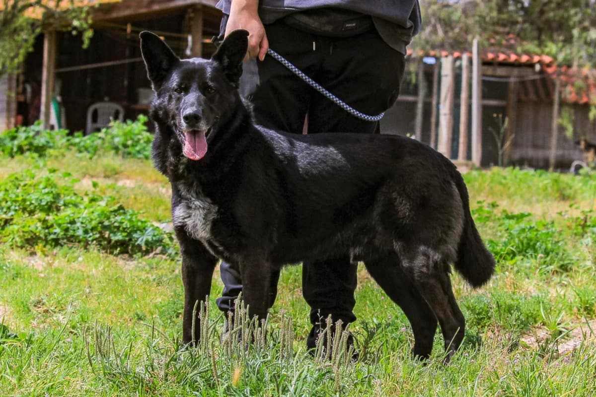 OSSO, Preto male senior Mixed Breed for adoption at O Cantinho da Milu, Lisbon