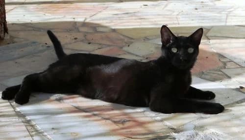 Cacau, female Mixed Breed for adoption at Bianca APS