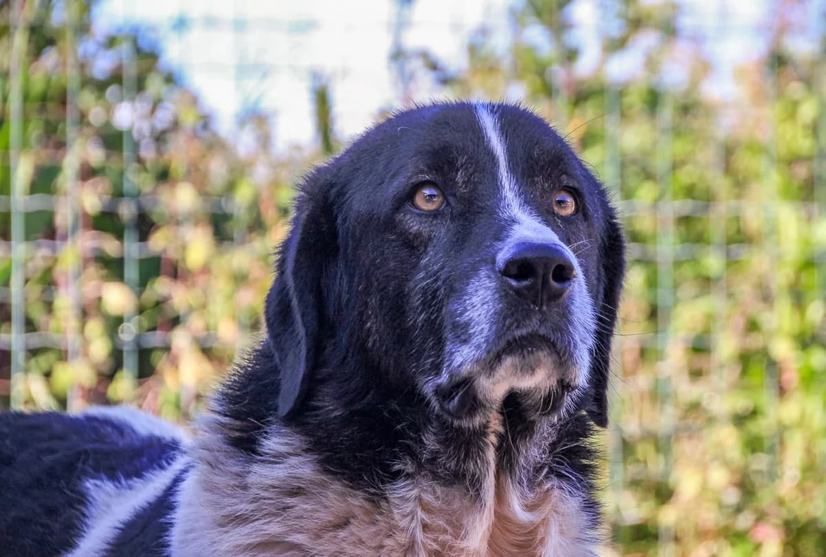 BARNEY, Preto e Branco male 4yo mixed breed for adoption at O Cantinho da Milu, Lisbon