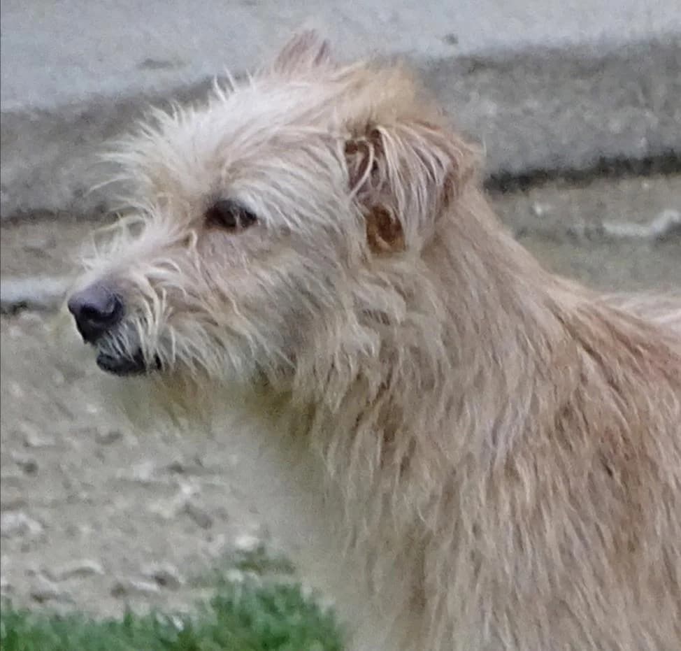 Zoya, female 4yo Mixed Breed for adoption at Bianca APS