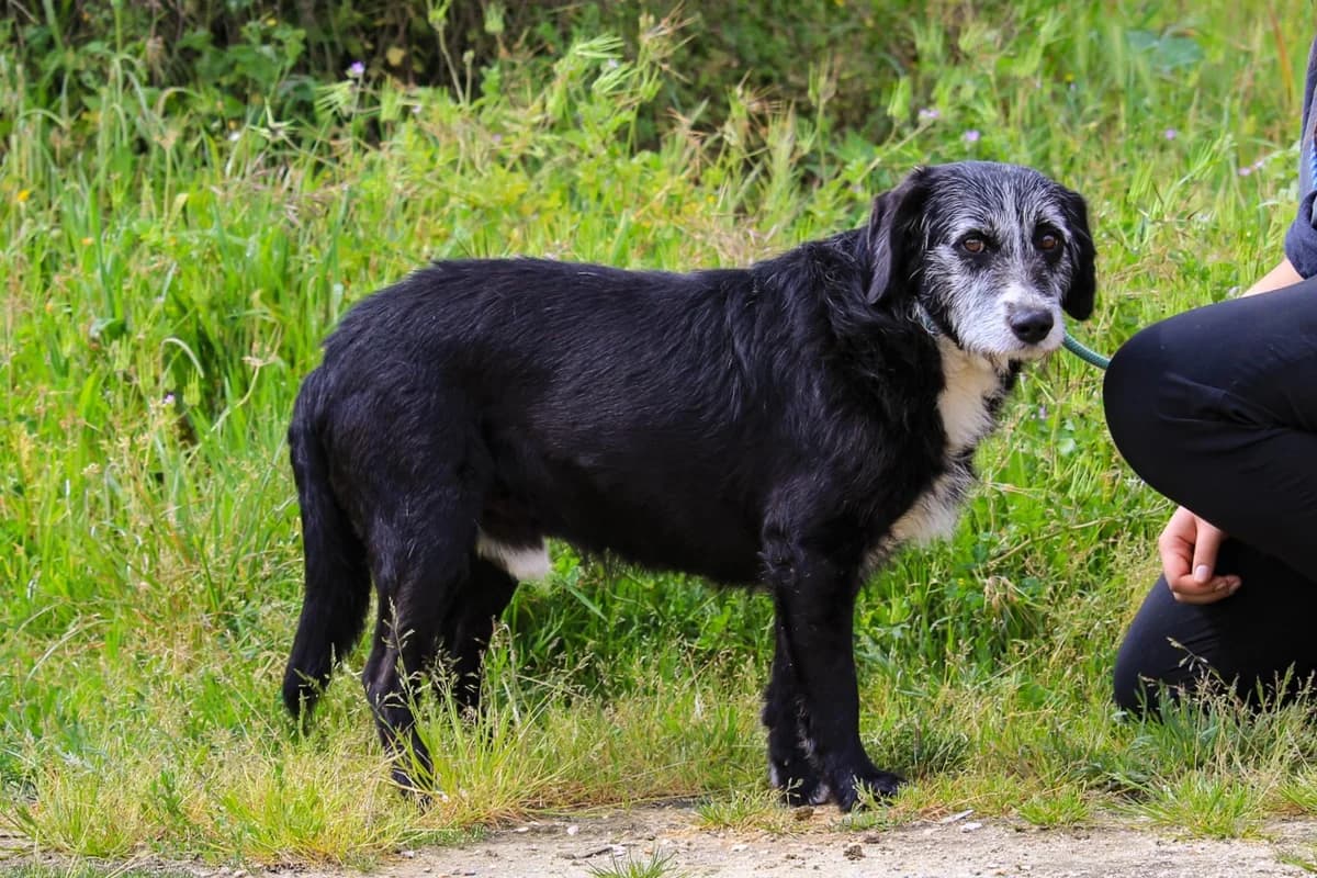 SEVERINO, Preto e Branco male senior Mixed Breed for adoption at O Cantinho da Milu, Lisbon