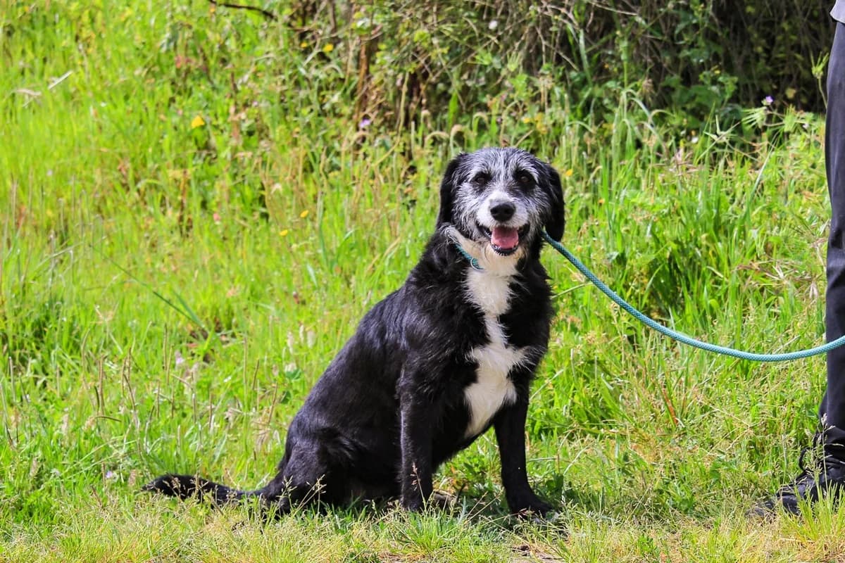 SEVERINO, Preto e Branco male senior Mixed Breed for adoption at O Cantinho da Milu, Lisbon