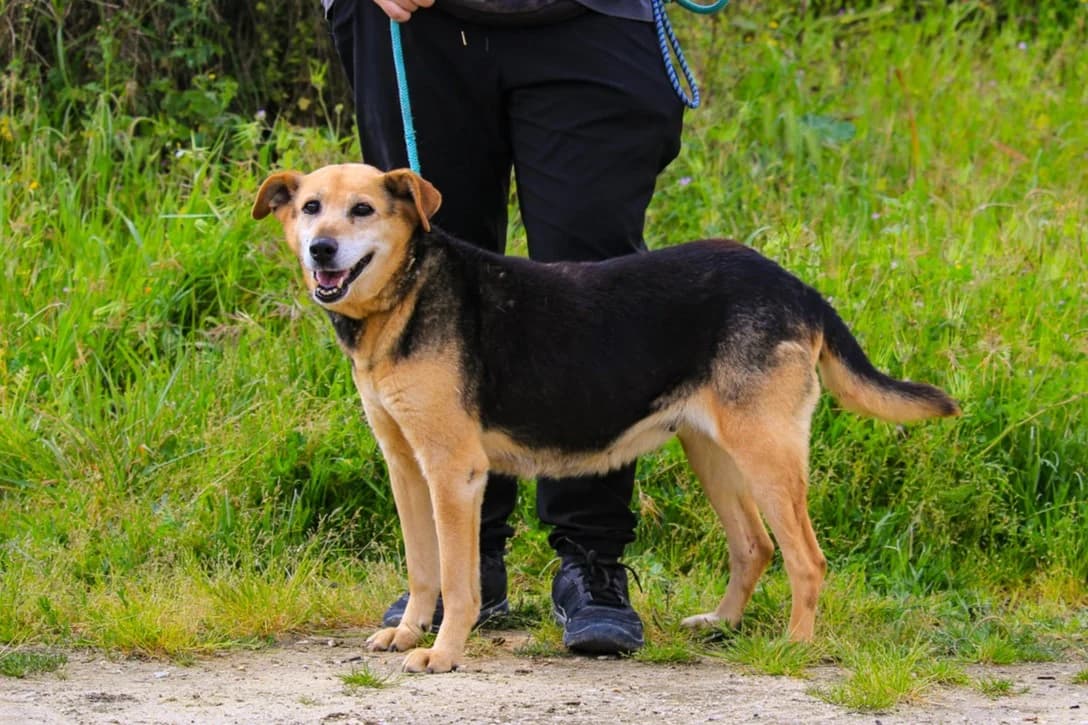 HAZEL, Mixed Breed (O Cantinho da Milu)