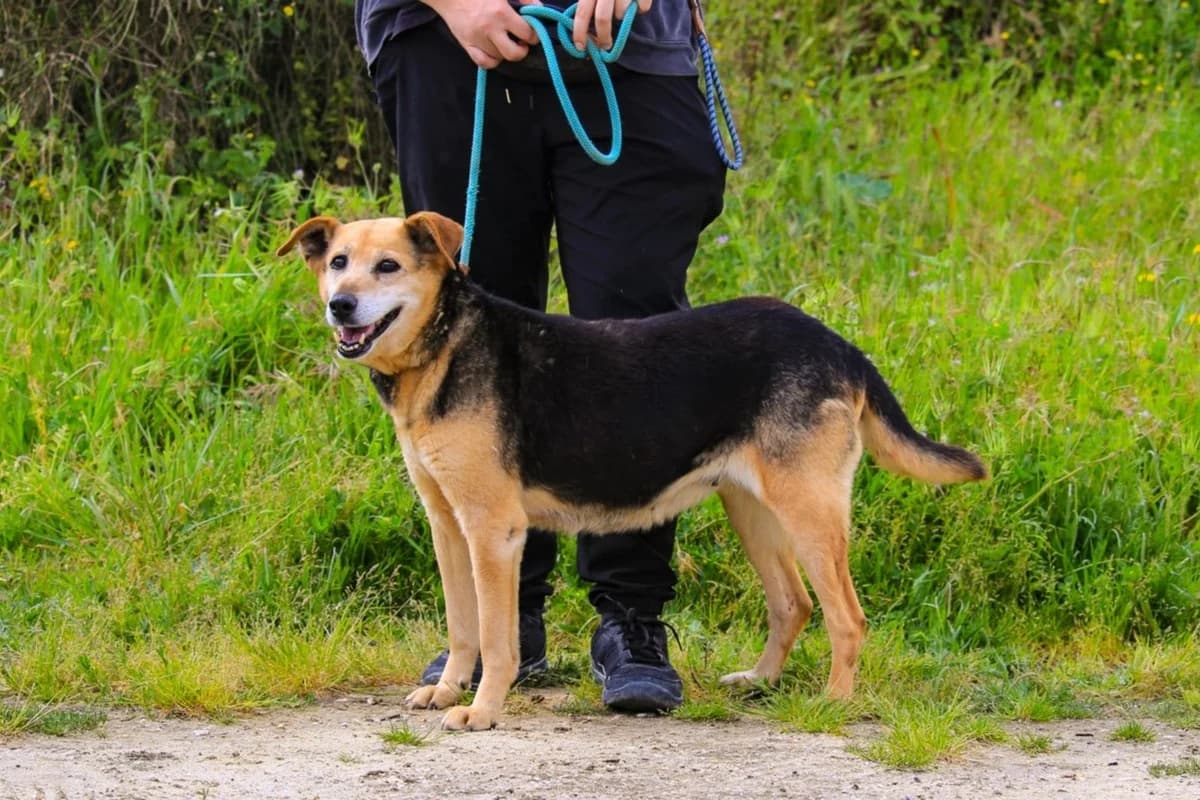 HAZEL, Preto e Castanho female senior Mixed Breed for adoption at O Cantinho da Milu, Lisbon