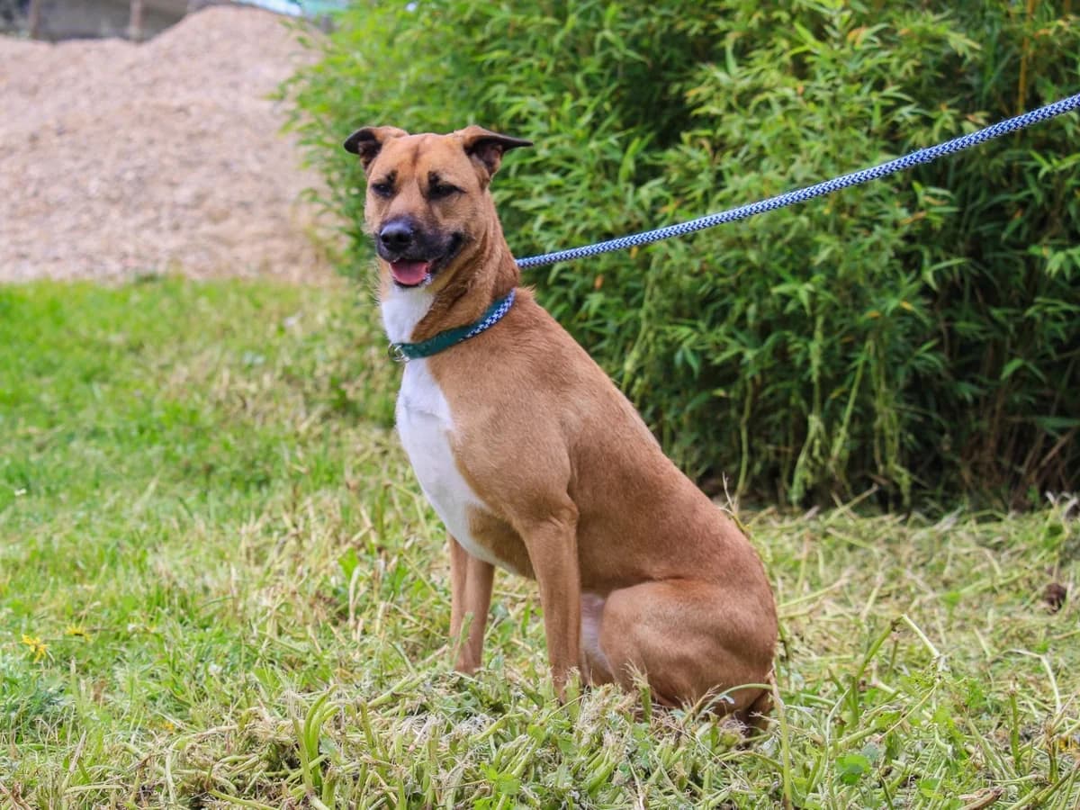 MINNIE, Castanho e Branco female 5yo Mixed Breed for adoption at O Cantinho da Milu, Lisbon