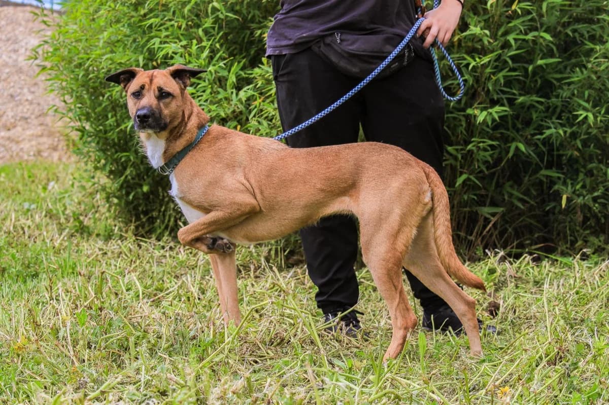 MINNIE, Castanho e Branco female 5yo Mixed Breed for adoption at O Cantinho da Milu, Lisbon