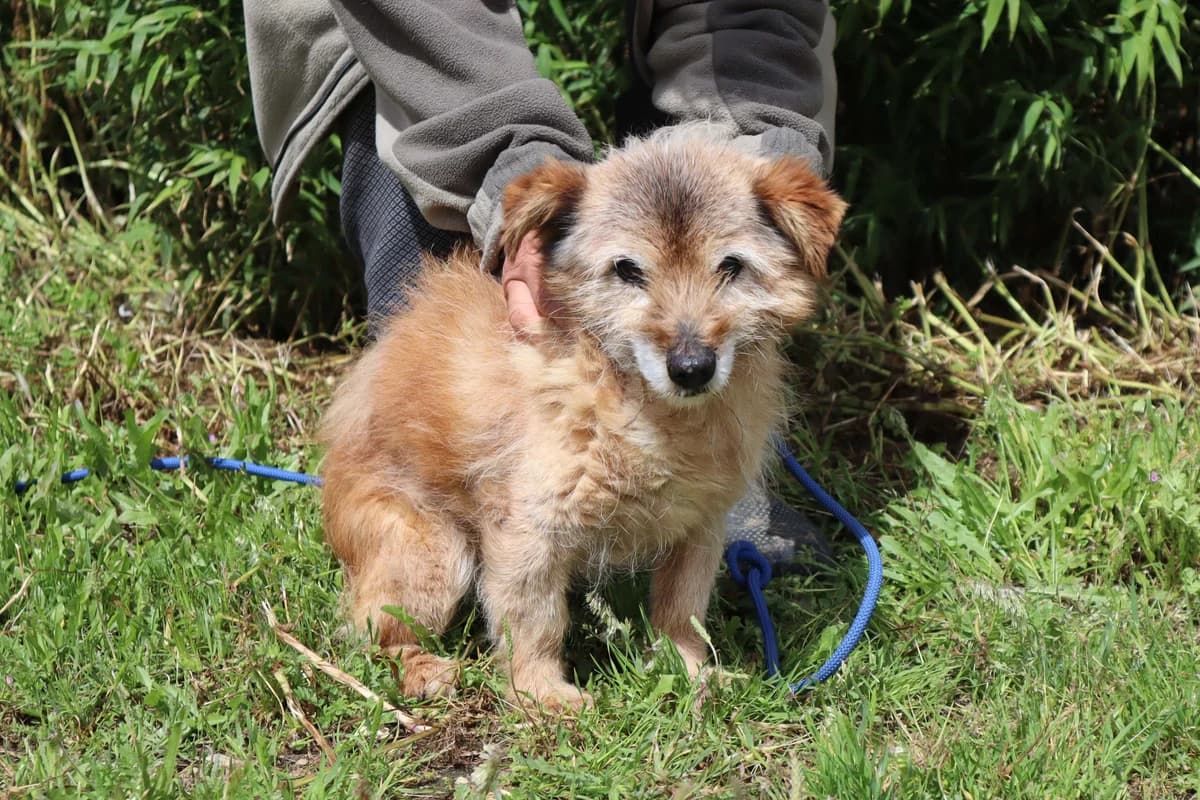 PADDY, Castanho male senior Mixed Breed for adoption at O Cantinho da Milu, Lisbon
