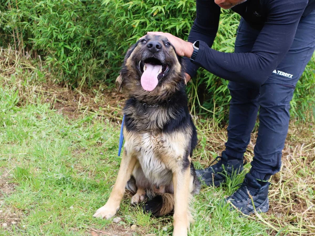 DARK, Mixed Breed (O Cantinho da Milu)
