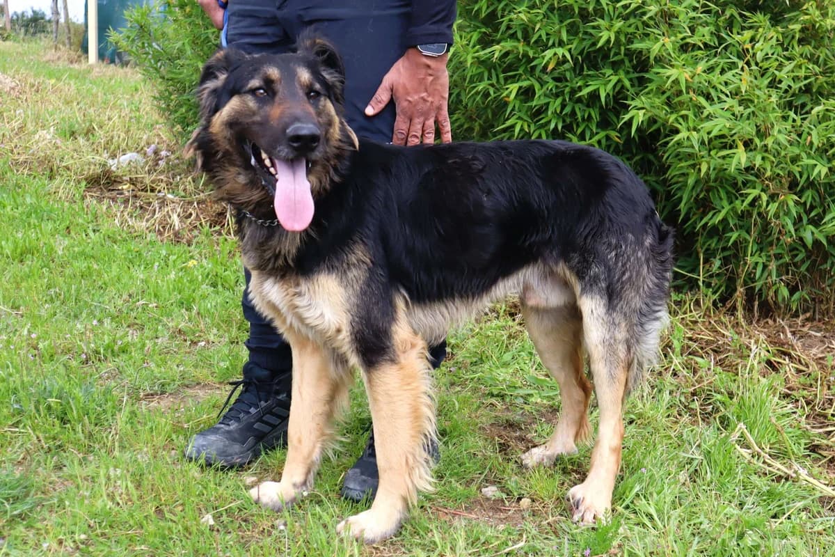 DARK, Preto afogueado male 3yo Mixed Breed for adoption at O Cantinho da Milu, Lisbon