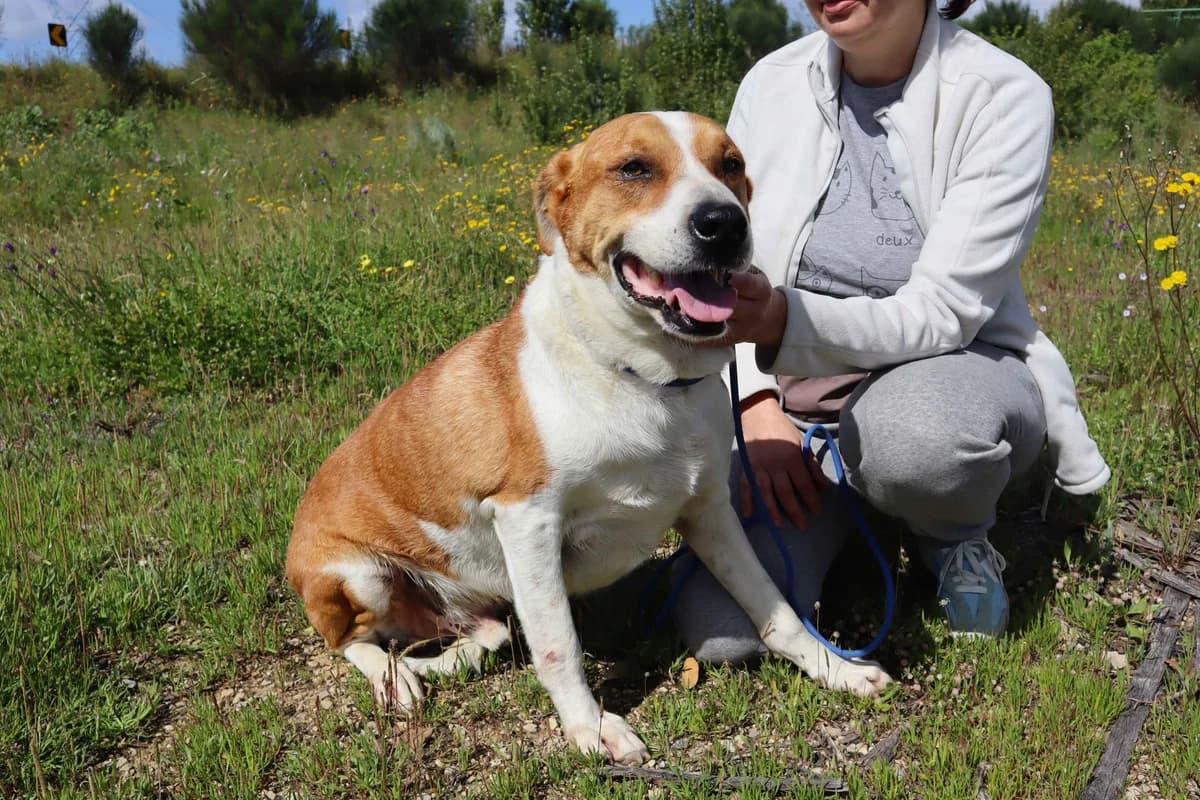 PACO, Mixed Breed (O Cantinho da Milu)