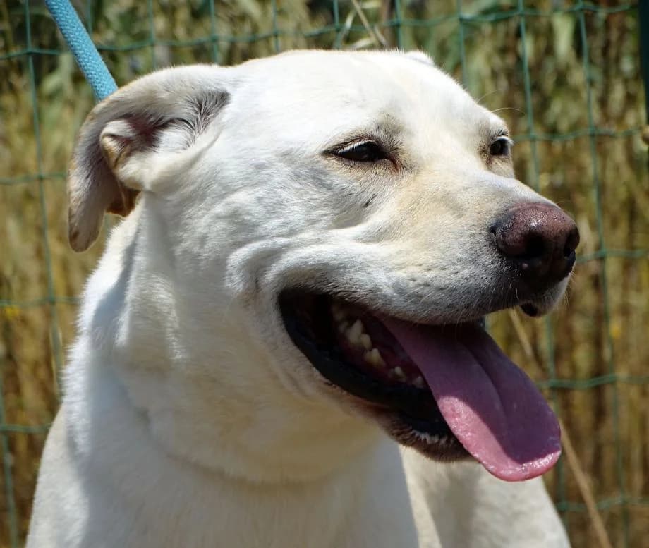 Lucas, male young Labrador Retriever for adoption at Bianca APS