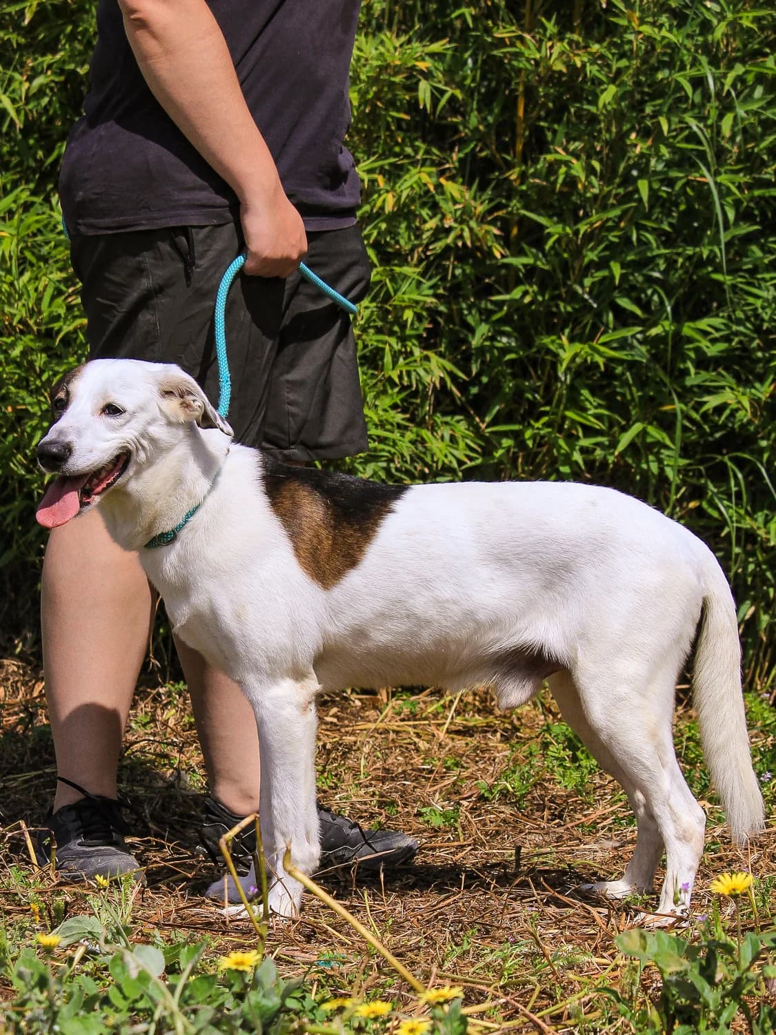 CHICO, Branco e Castanho male senior Mixed Breed for adoption at O Cantinho da Milu, Lisbon