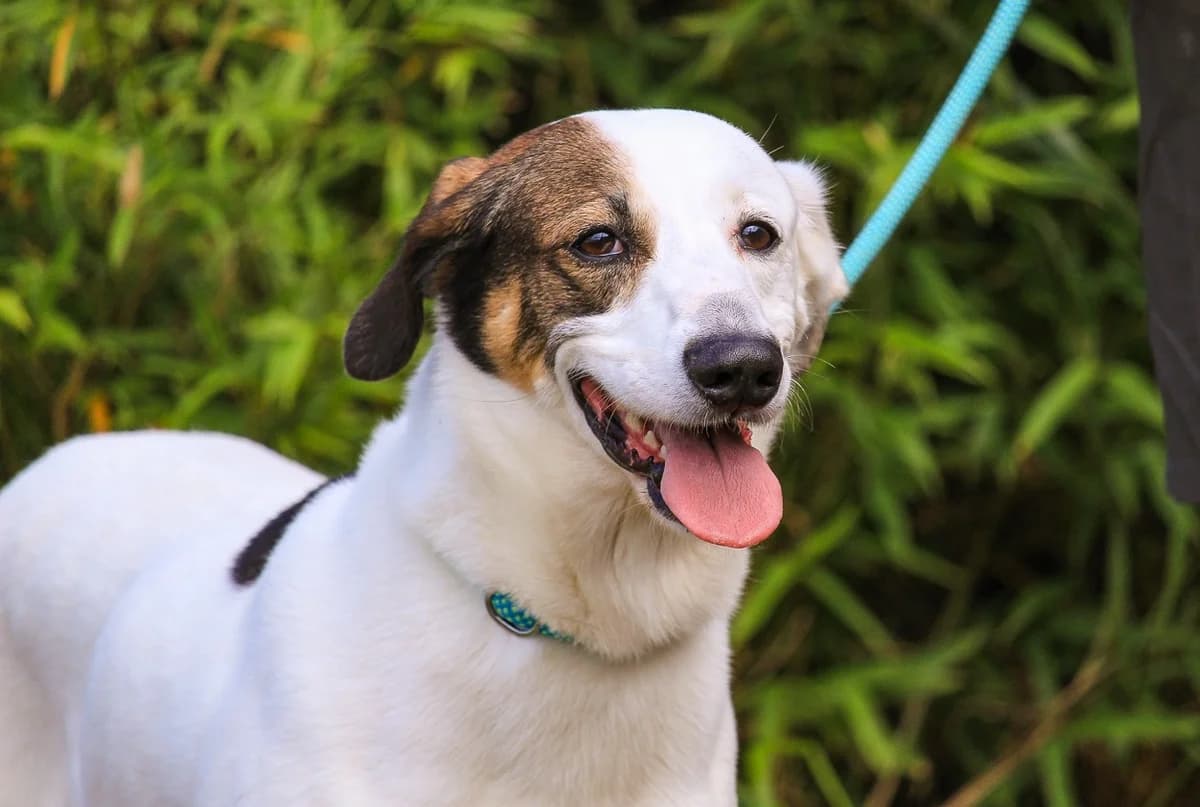 CHICO, Branco e Castanho male senior Mixed Breed for adoption at O Cantinho da Milu, Lisbon