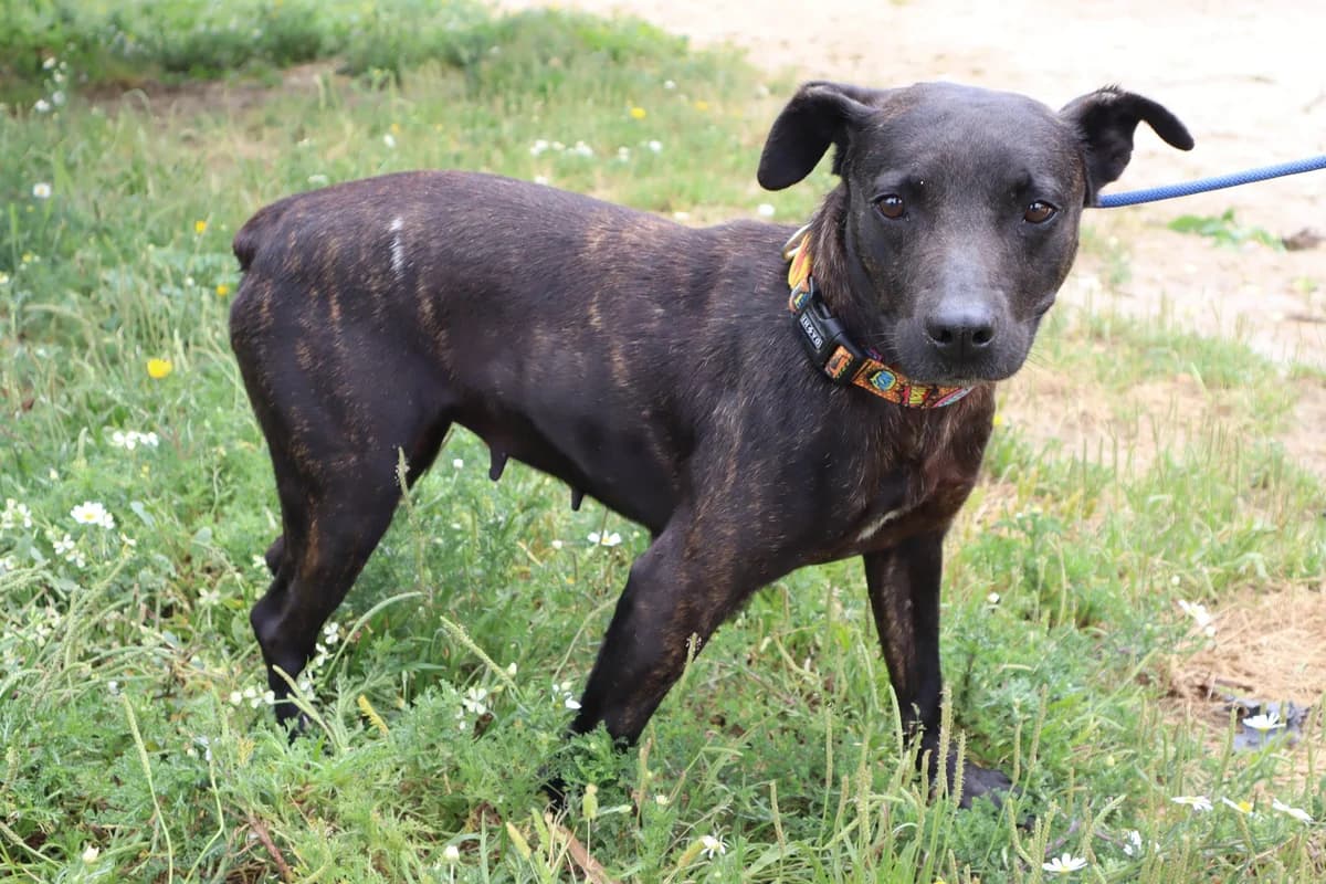 MARIE, Mixed Breed (O Cantinho da Milu)