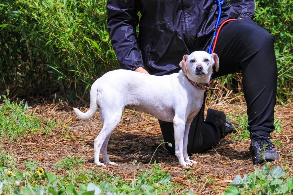 CRYSTAL / KITTY, Mixed Breed (O Cantinho da Milu)