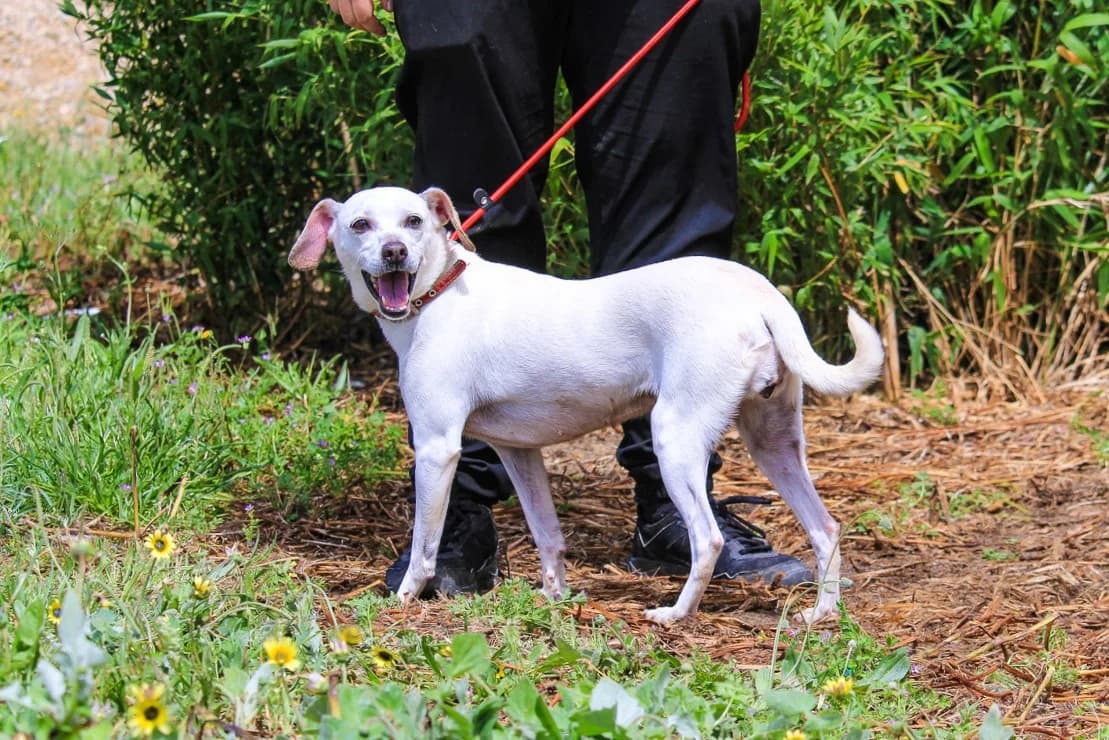 CRYSTAL / KITTY, Branco female senior Mixed Breed for adoption at O Cantinho da Milu, Lisbon