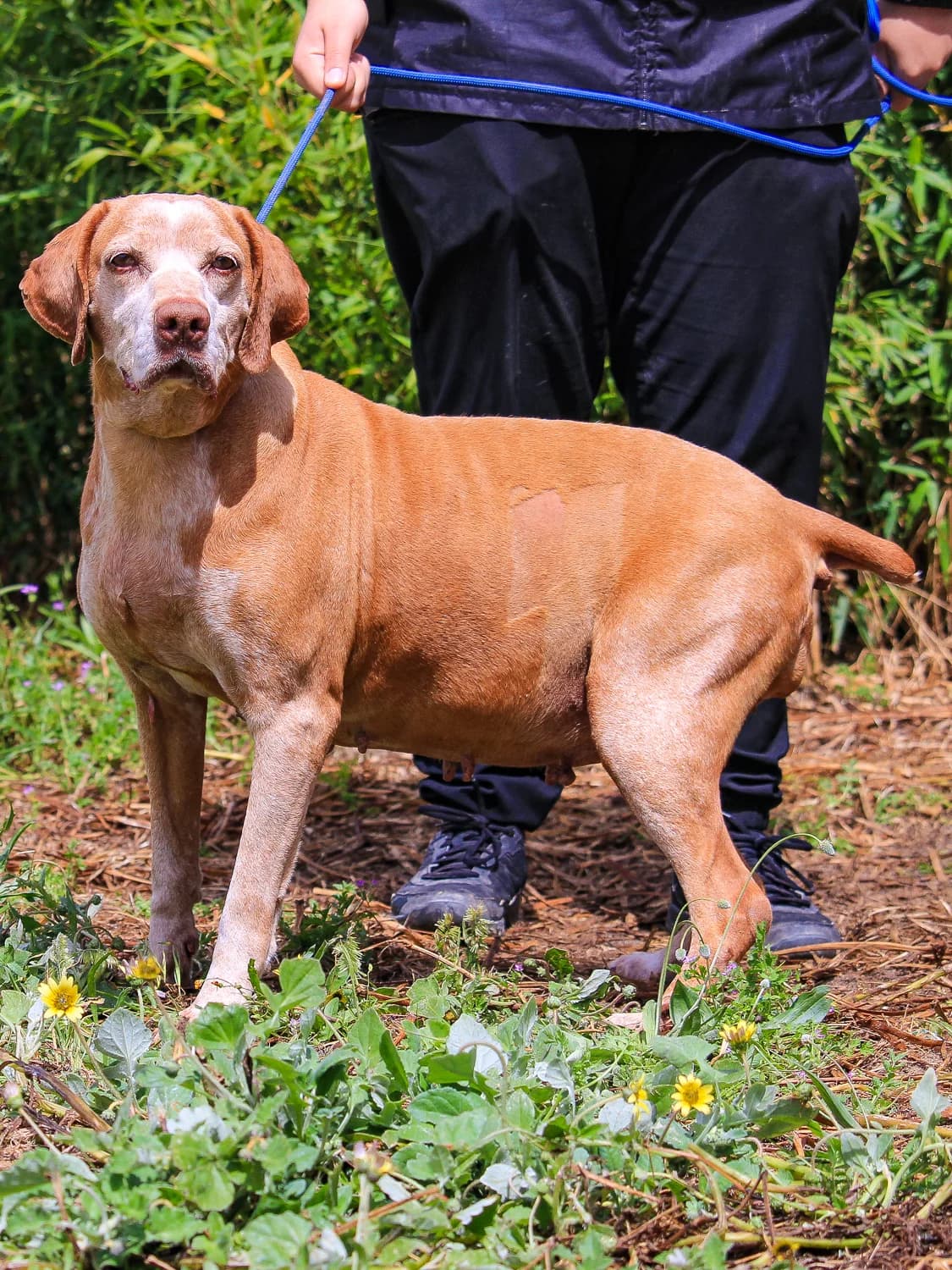 DAISY,  (O Cantinho da Milu)