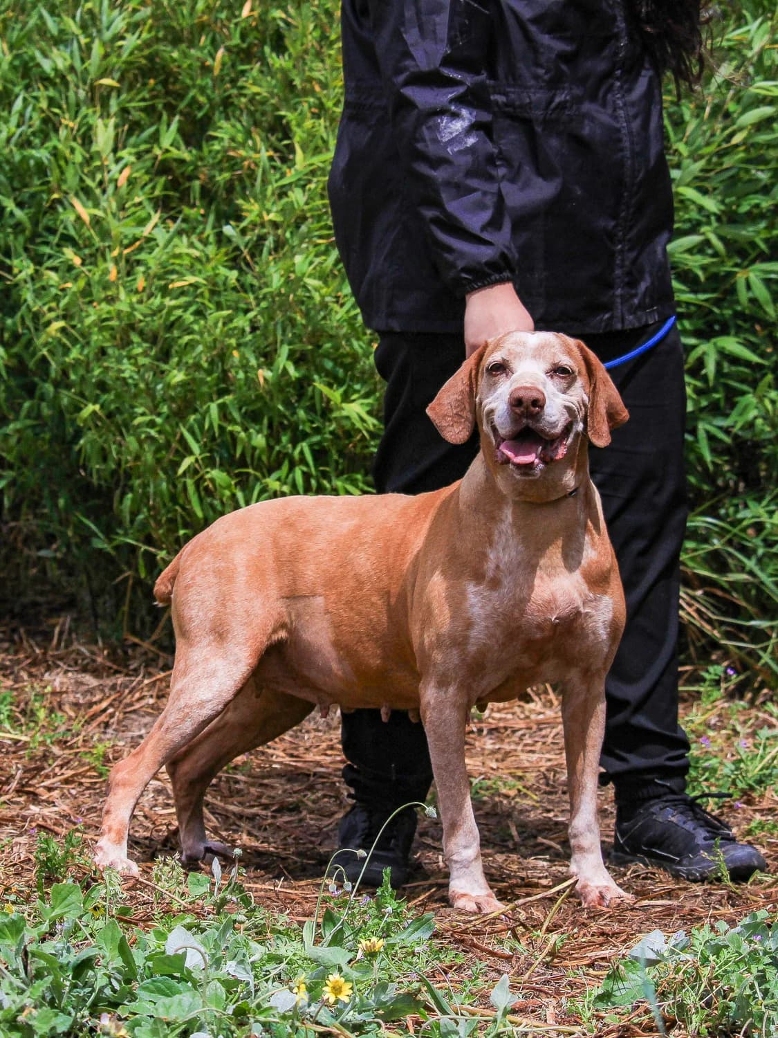 DAISY, Castanho female senior mixed breed for adoption at O Cantinho da Milu, Lisbon