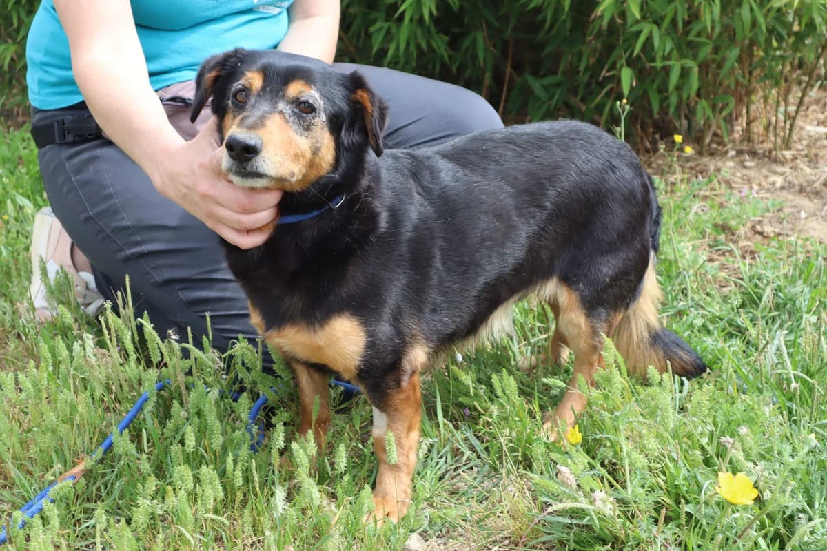 PONGO, Mixed Breed (O Cantinho da Milu)