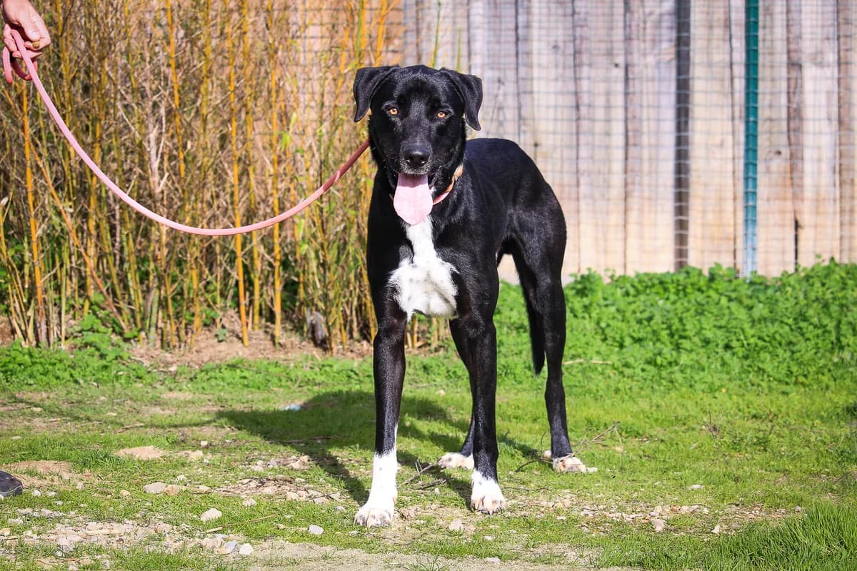 KLAUS, Mixed Breed (O Cantinho da Milu)