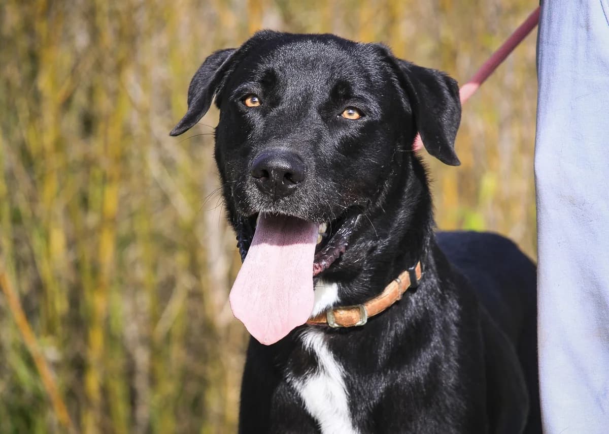 KLAUS, Preto male young Mixed Breed for adoption at O Cantinho da Milu, Lisbon