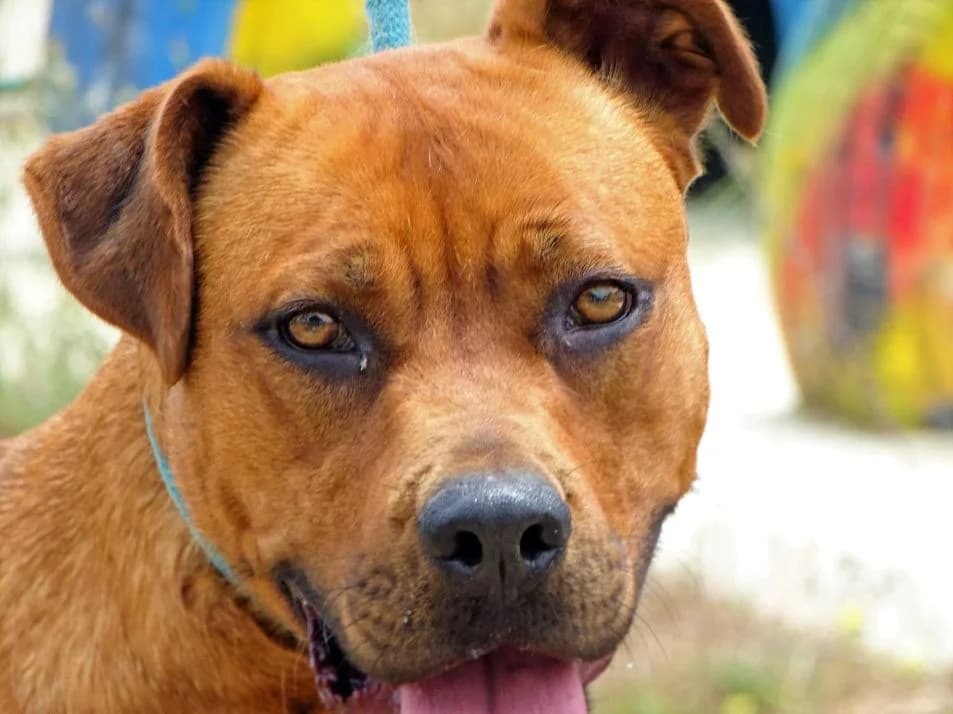 Lara, male Mixed Breed for adoption at Bianca APS