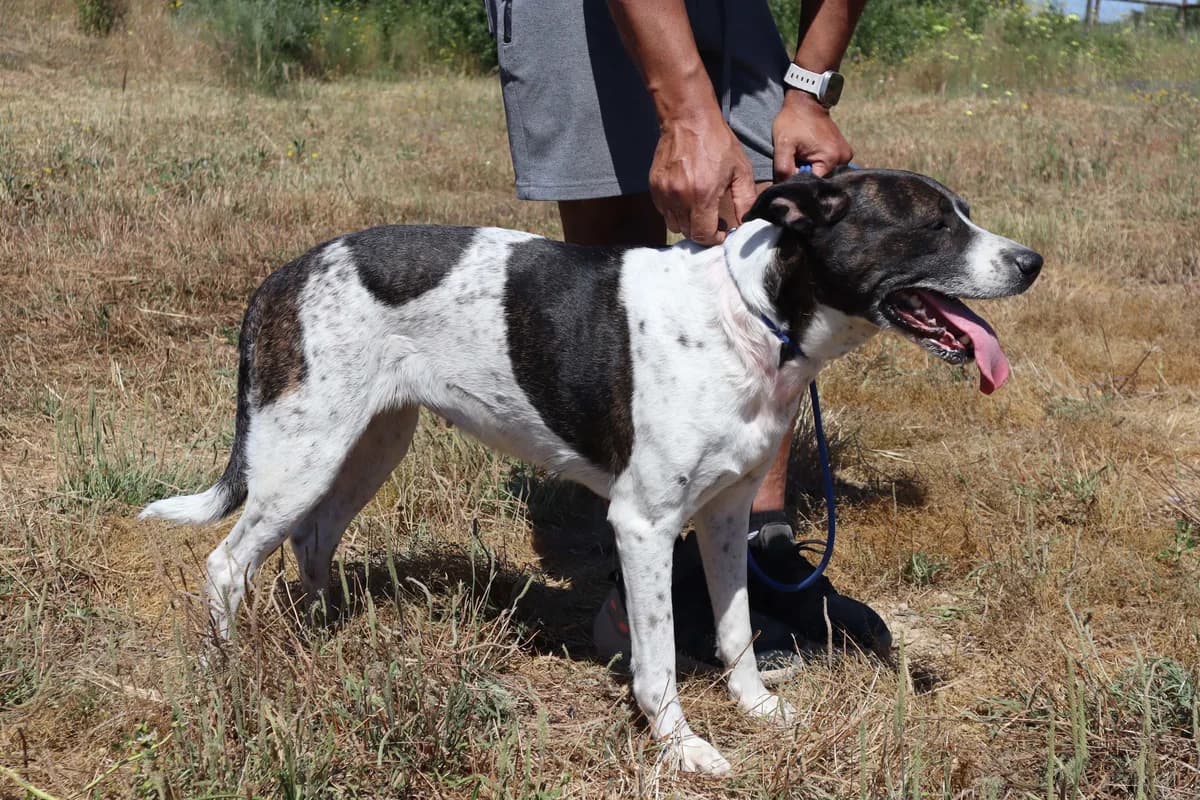 NIKITA, Mixed Breed (O Cantinho da Milu)