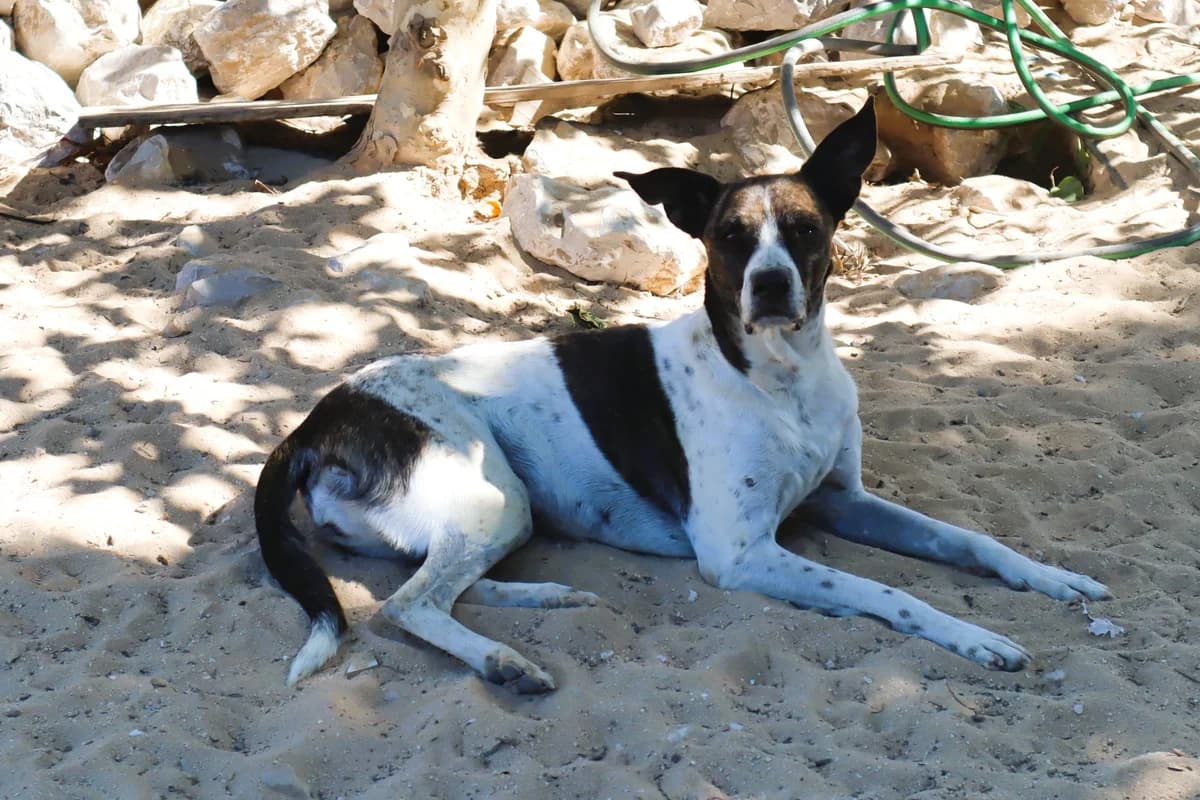 NIKITA, Branco e Preto female senior Mixed Breed for adoption at O Cantinho da Milu, Lisbon