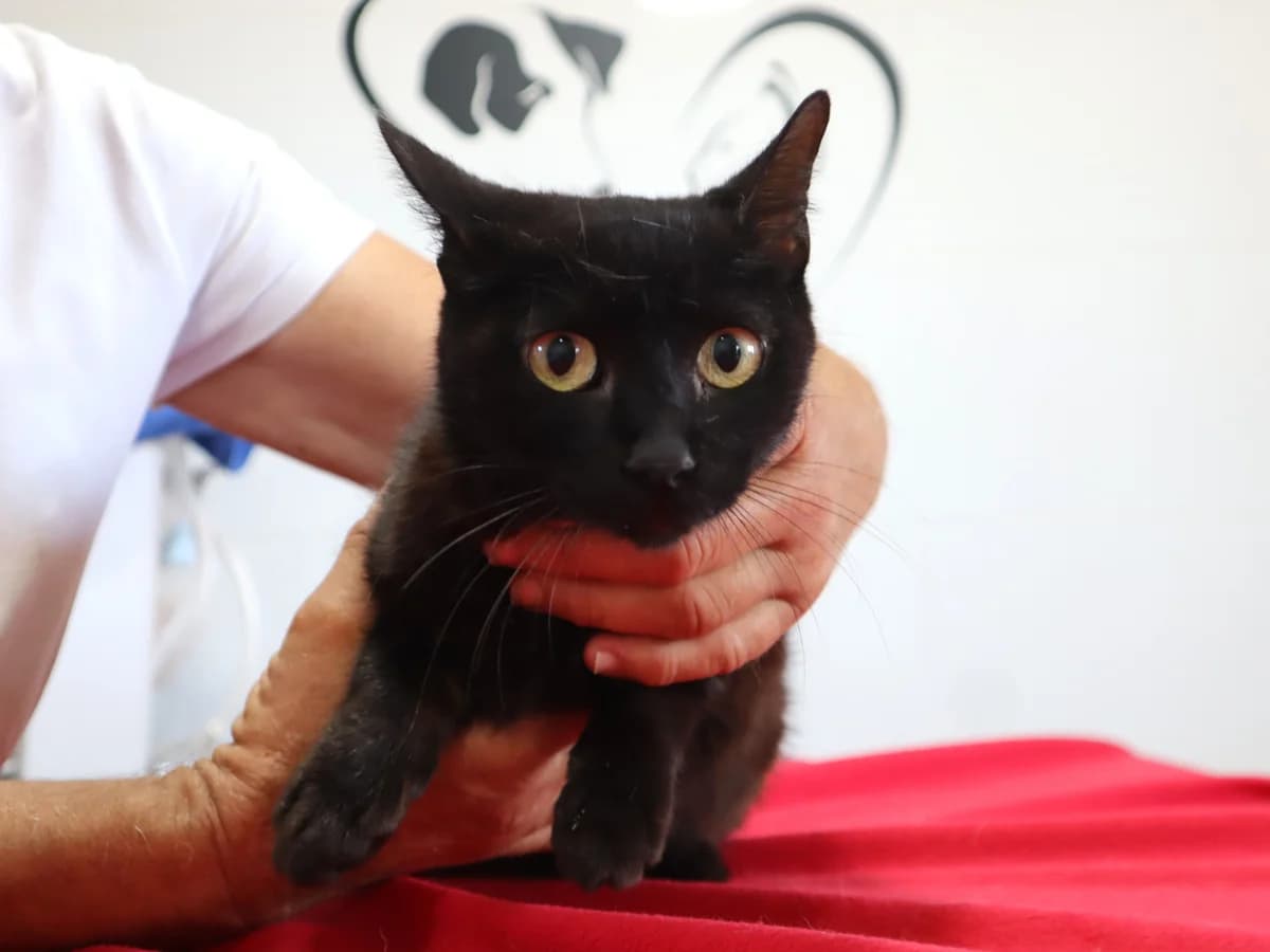 LUZ, Preto female 3yo Mixed Breed for adoption at O Cantinho da Milu, Lisbon