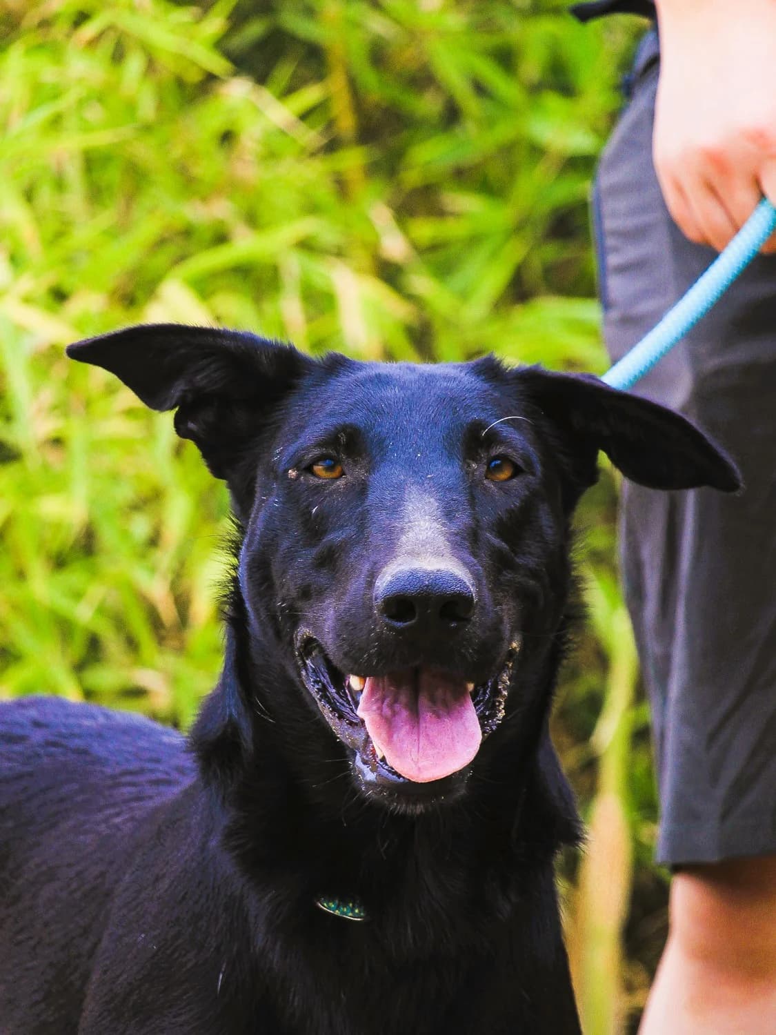 SIRI, Mixed Breed (O Cantinho da Milu)