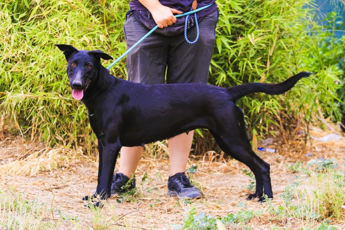 SIRI, Preto female 3yo Mixed Breed for adoption at O Cantinho da Milu, Lisbon