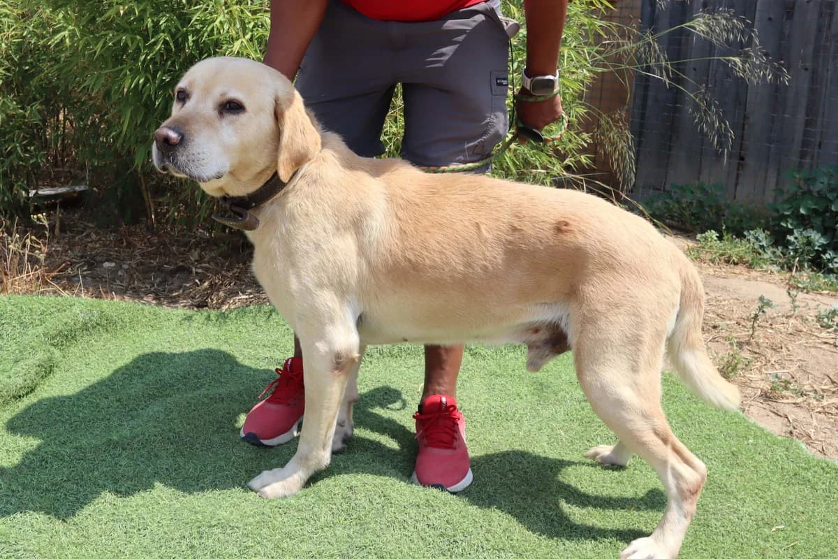 FILIPE, Creme male senior Labrador Retriever for adoption at O Cantinho da Milu, Lisbon