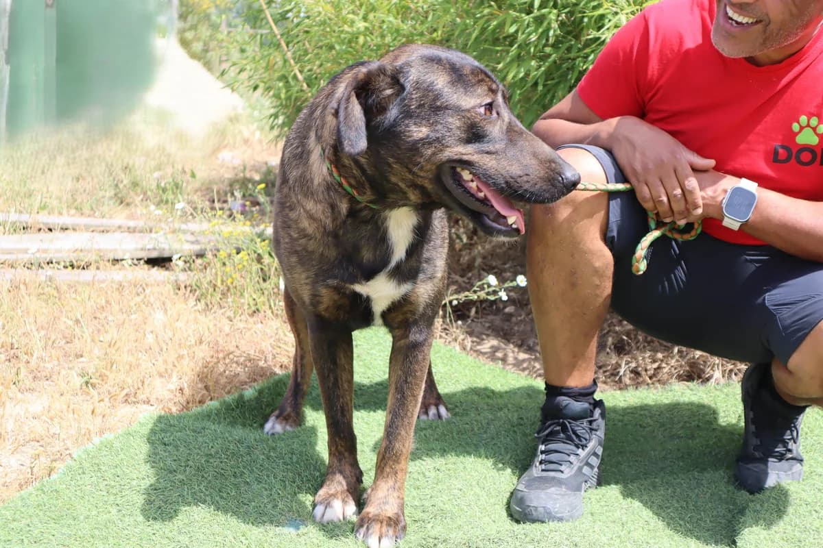 POLLY, Mixed Breed (O Cantinho da Milu)