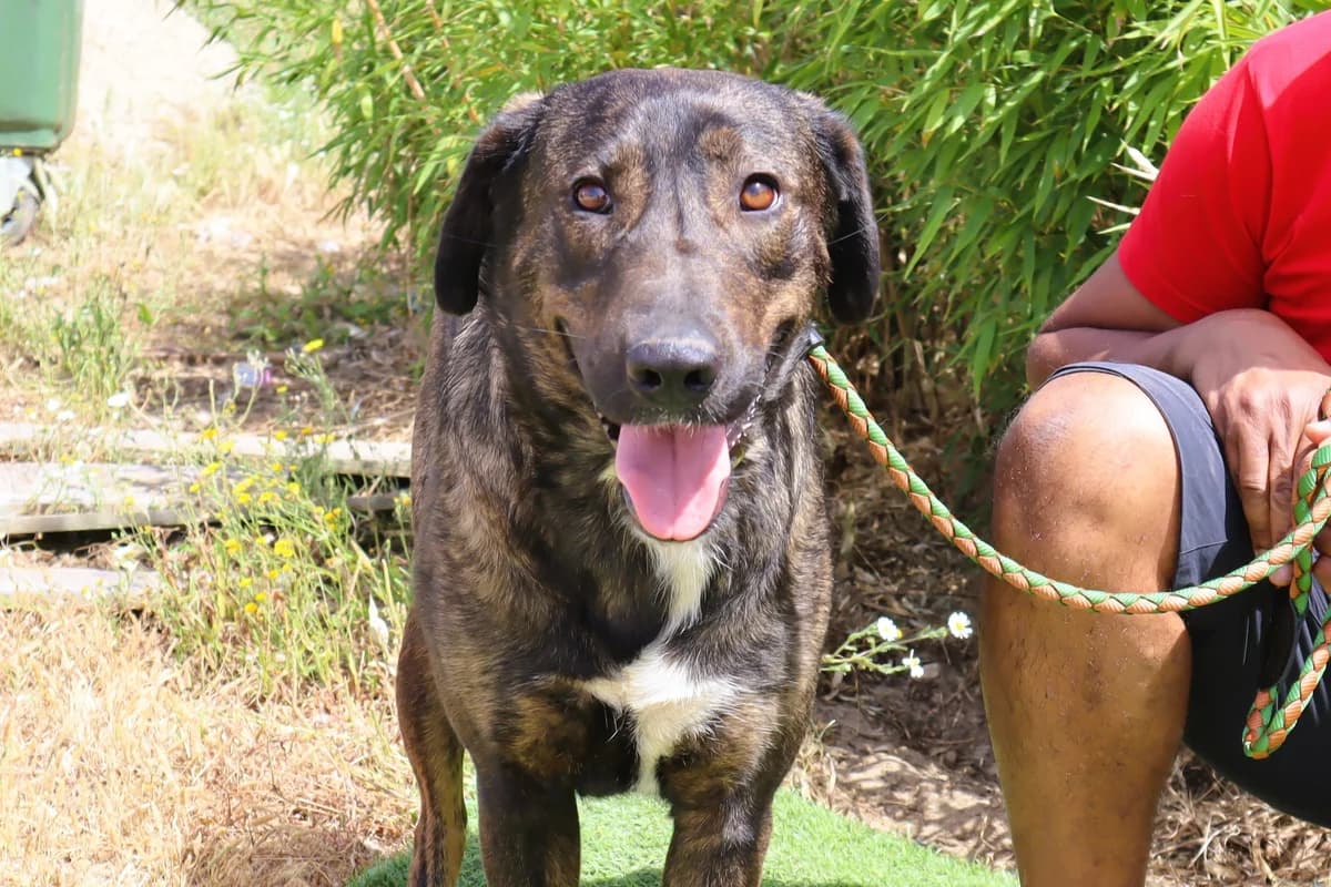 POLLY, Castanho e Branco female 4yo Mixed Breed for adoption at O Cantinho da Milu, Lisbon
