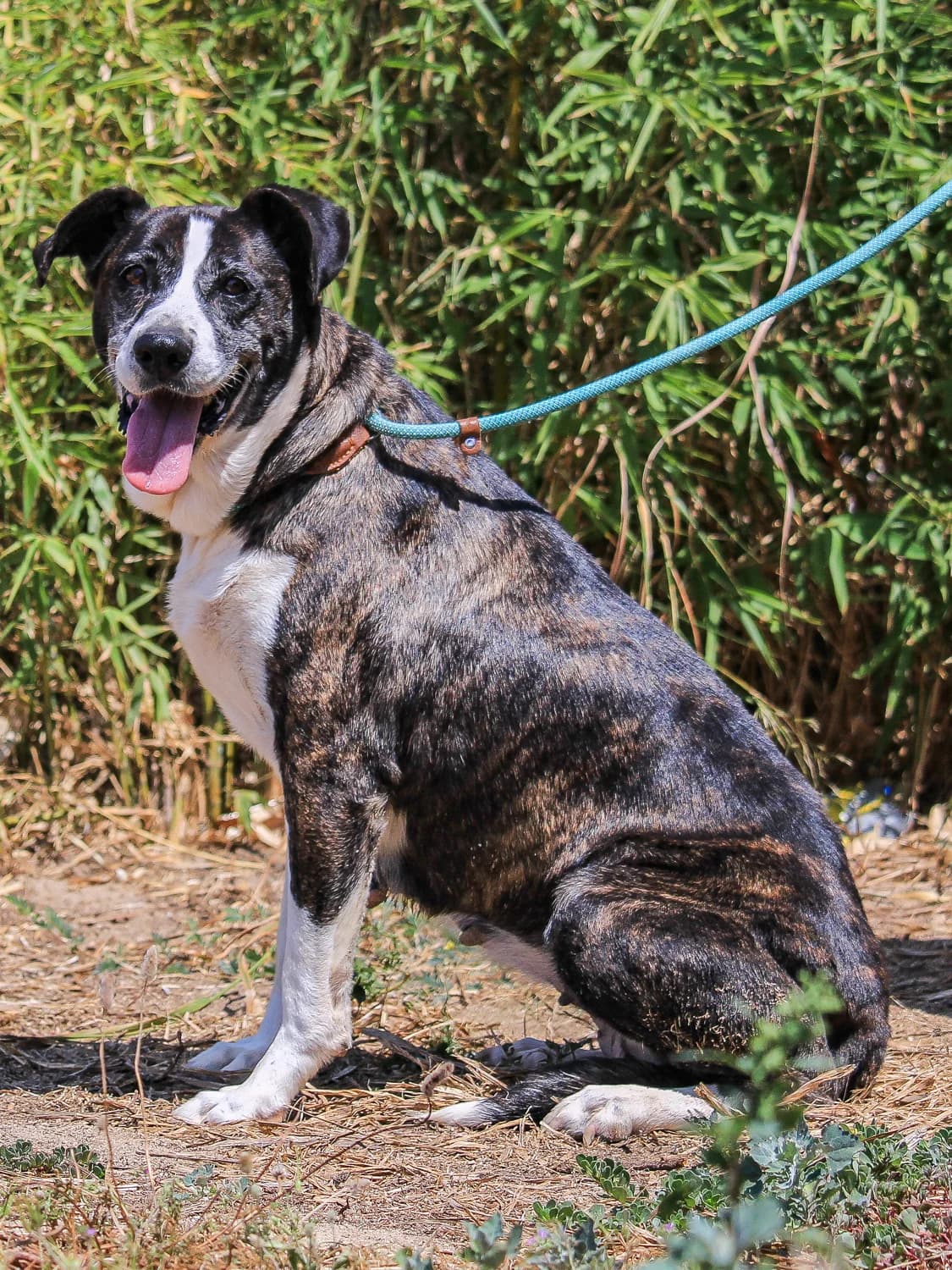 TEKA, Mixed Breed (O Cantinho da Milu)