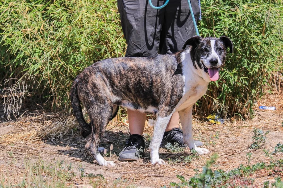 TEKA, Preto e Branco female senior Mixed Breed for adoption at O Cantinho da Milu, Lisbon