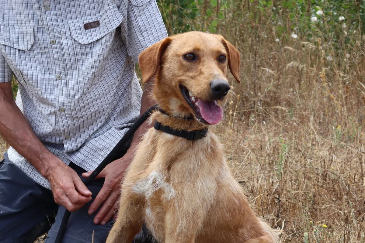 RICO, Castanho male young mixed breed for adoption at O Cantinho da Milu, Lisbon