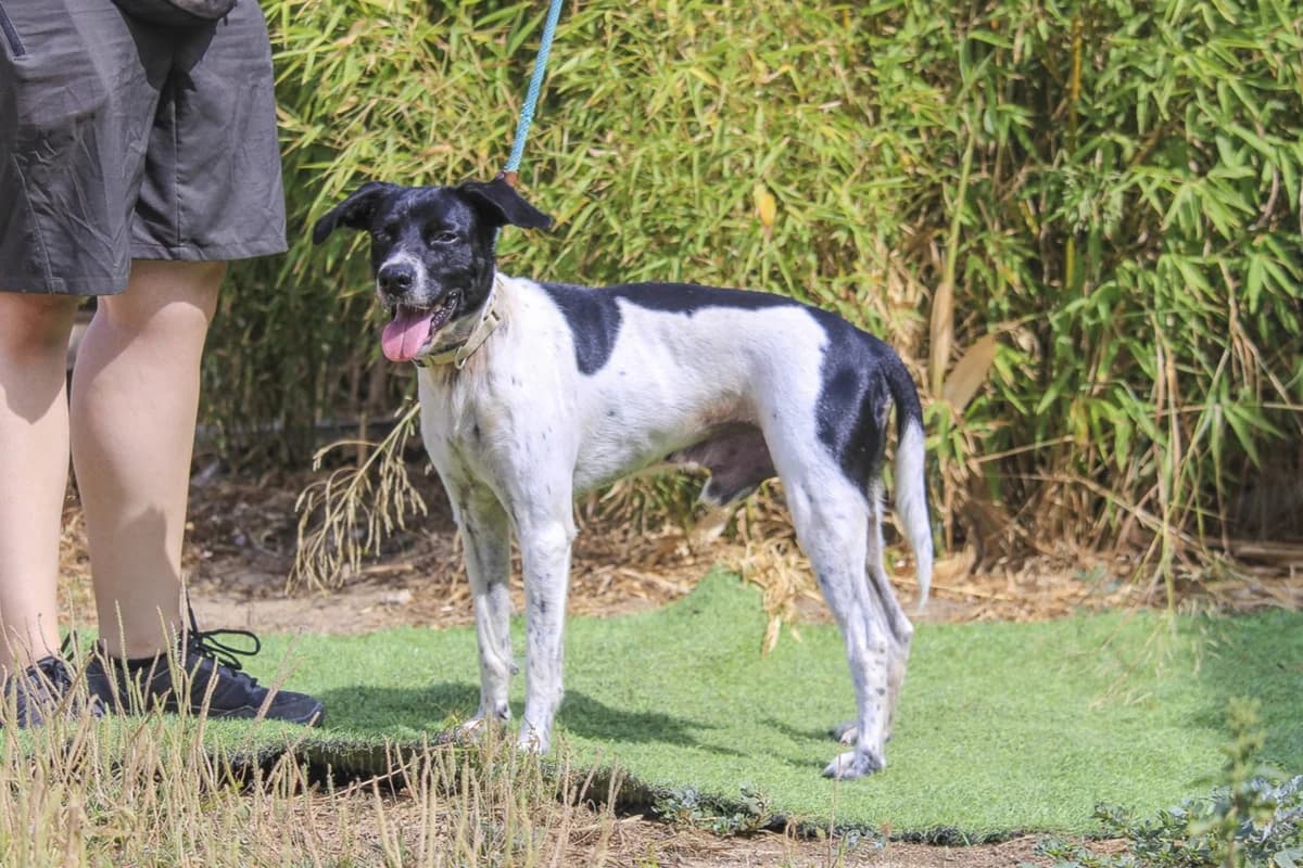 MITZI, Branco e Preto male 7yo Mixed Breed for adoption at O Cantinho da Milu, Lisbon