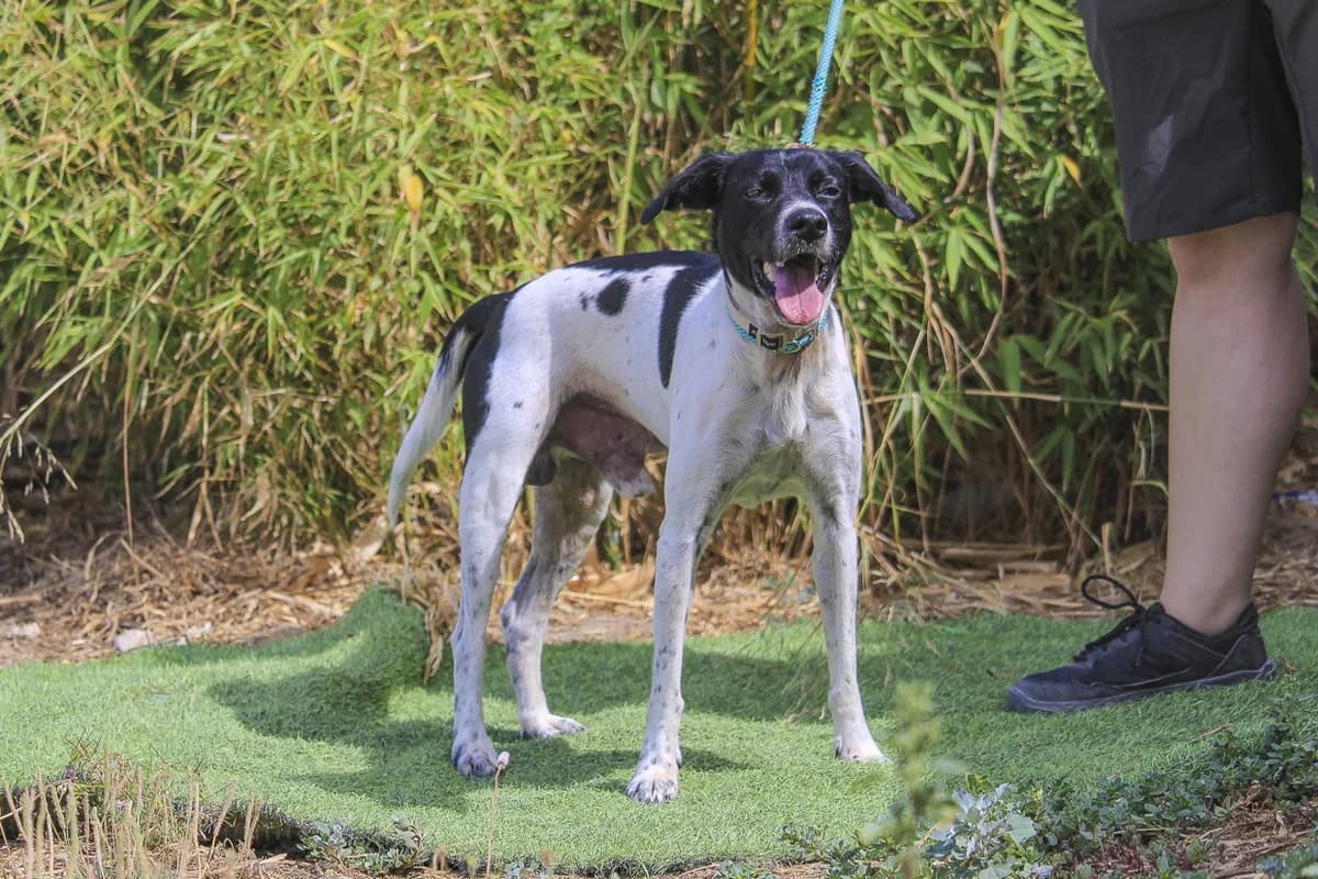 MITZI, Branco e Preto male 7yo Mixed Breed for adoption at O Cantinho da Milu, Lisbon