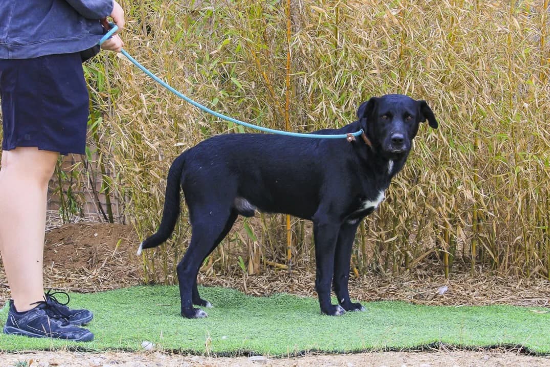 HUGO, Mixed Breed (O Cantinho da Milu)