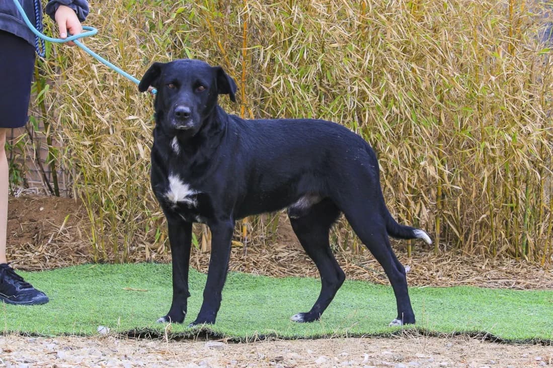 HUGO, Preto male 3yo Mixed Breed for adoption at O Cantinho da Milu, Lisbon