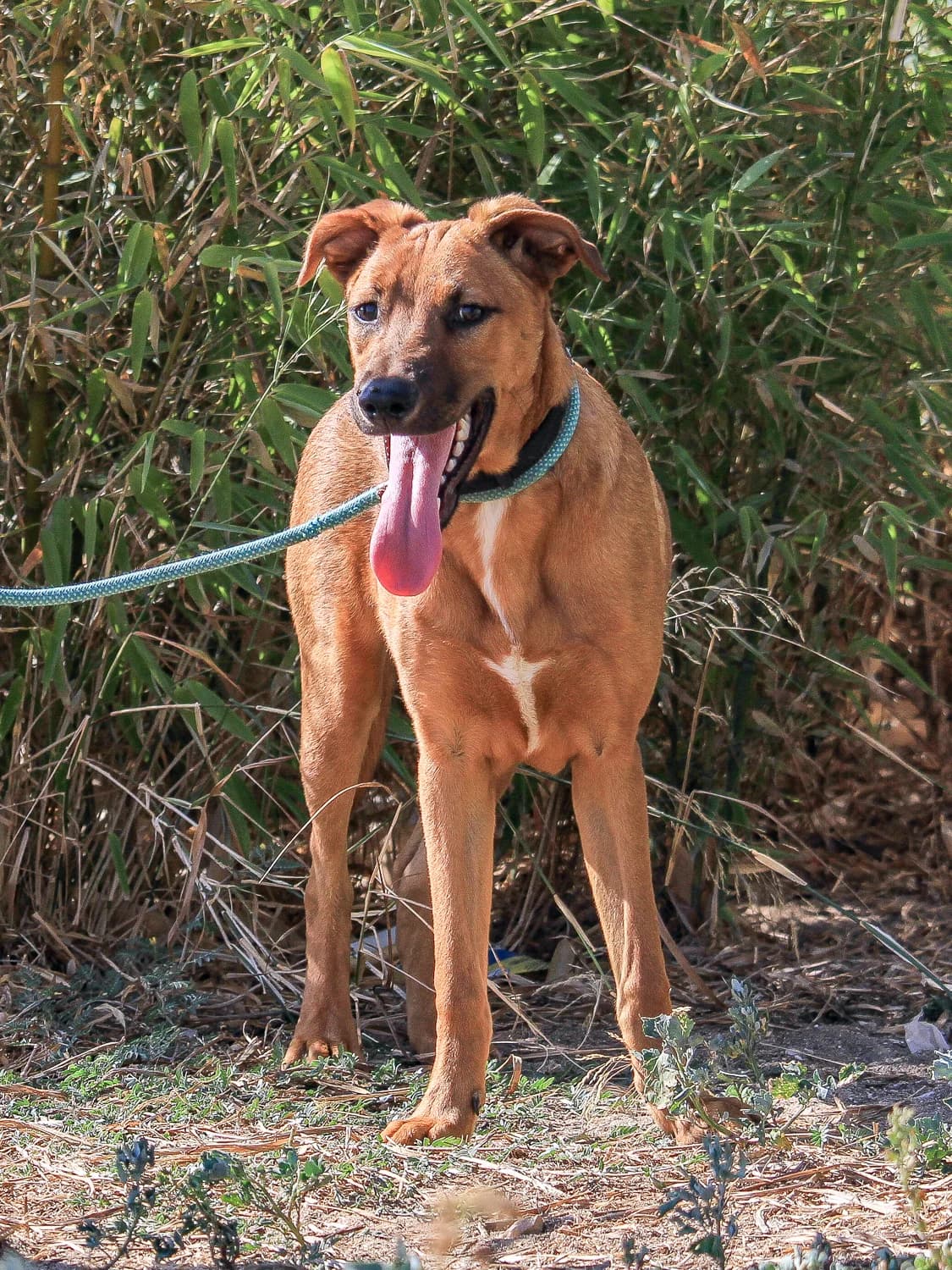 BANSHO, Mixed Breed (O Cantinho da Milu)
