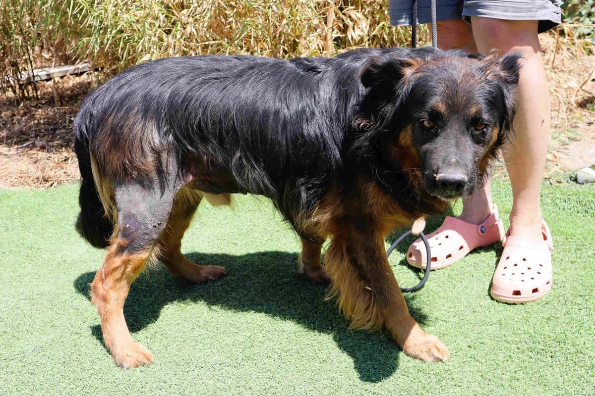 TRISTAN, Mixed Breed (O Cantinho da Milu)