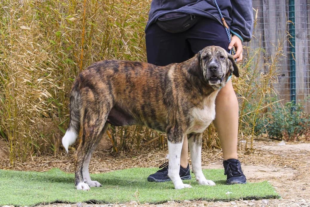 PAULO, Mixed Breed (O Cantinho da Milu)