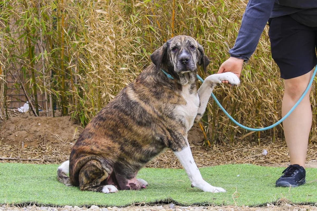 PAULO, Tigrado male 3yo Mixed Breed for adoption at O Cantinho da Milu, Lisbon