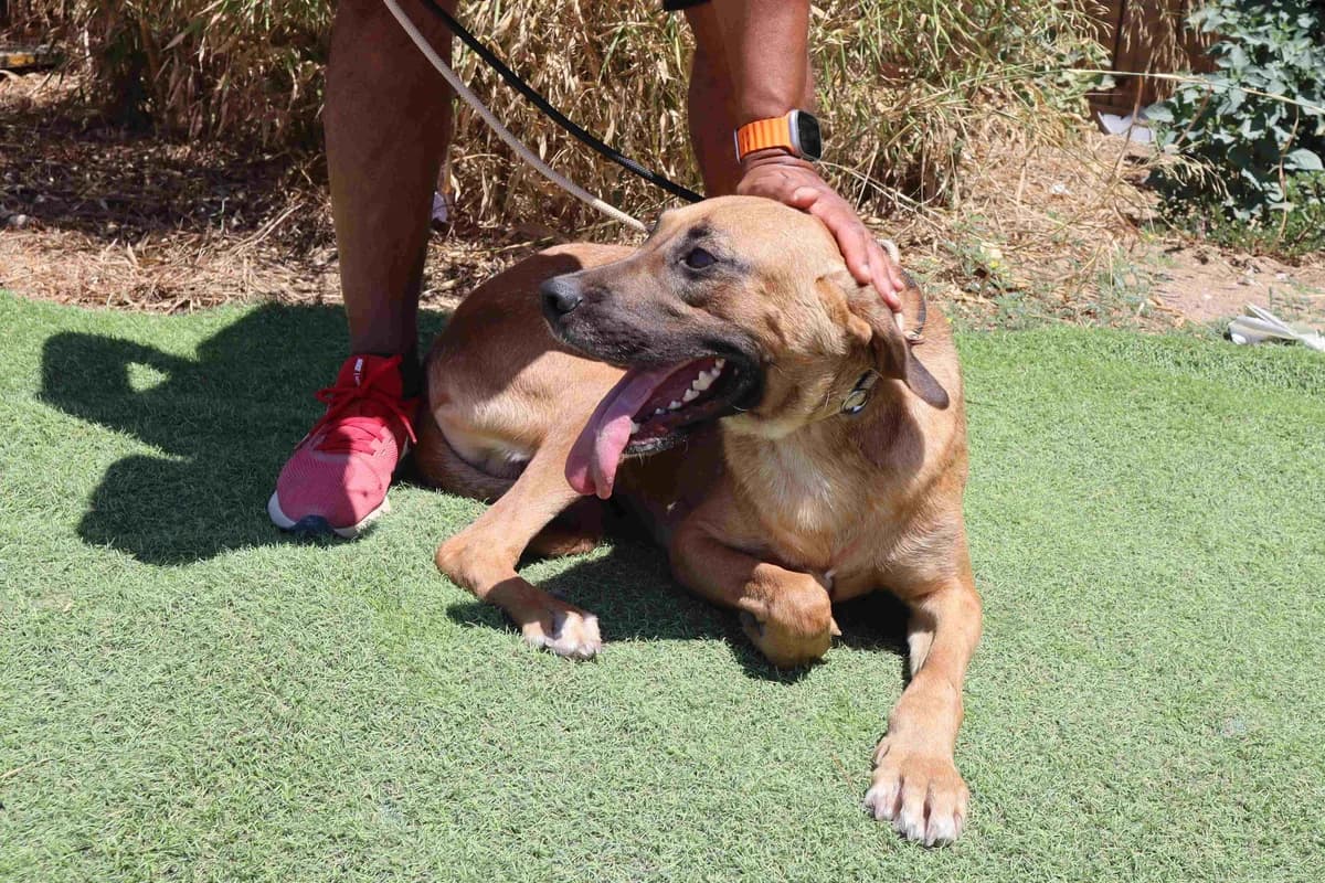 PANCHO, Mixed Breed (O Cantinho da Milu)