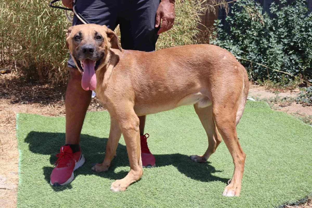 PANCHO, Castanho male 5yo Mixed Breed for adoption at O Cantinho da Milu, Lisbon