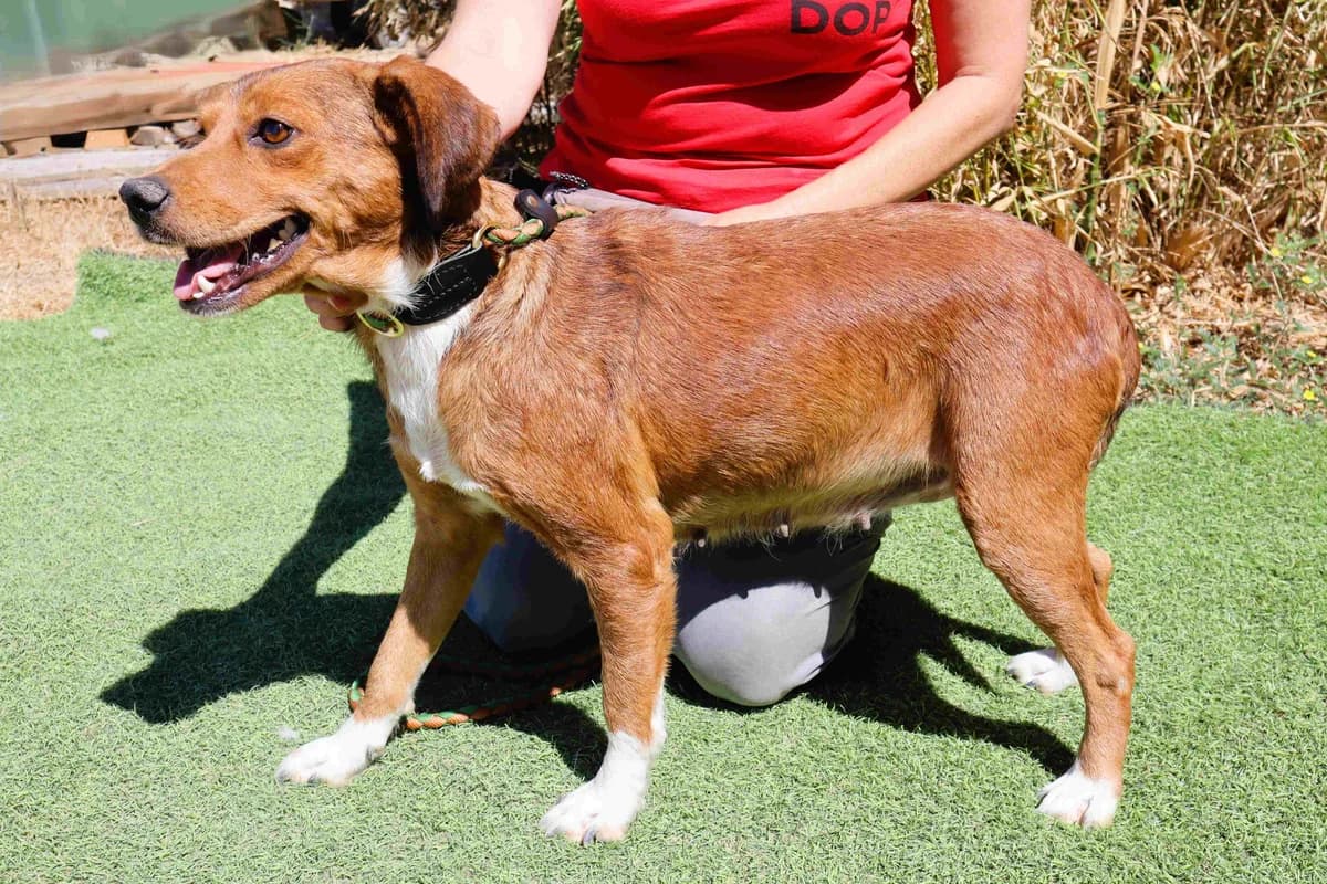 LARA, Castanho e Branco female young Mixed Breed for adoption at O Cantinho da Milu, Lisbon