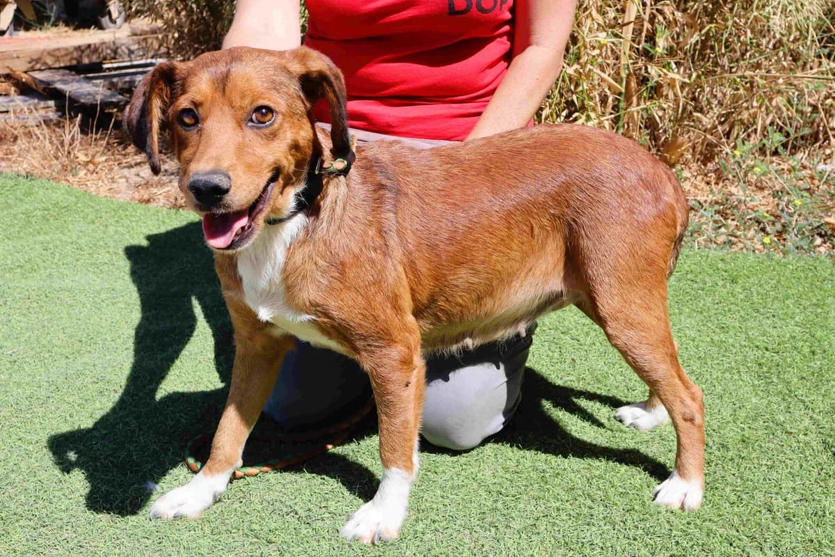 LARA, Castanho e Branco female young Mixed Breed for adoption at O Cantinho da Milu, Lisbon