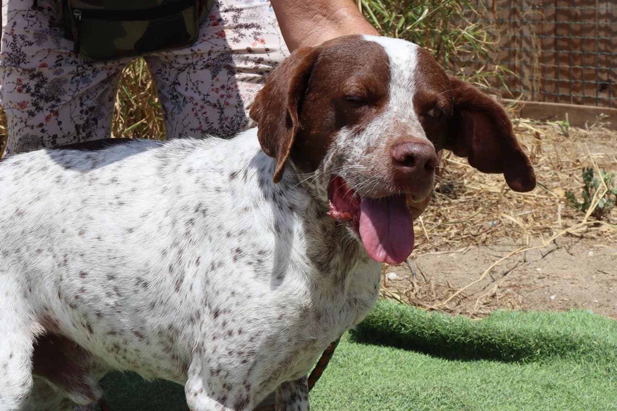 PILOTO, Branco e Castanho male senior mixed breed for adoption at O Cantinho da Milu, Lisbon